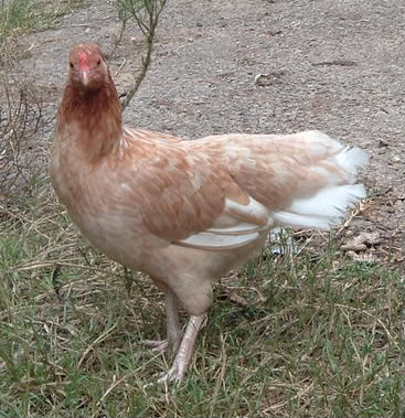 Cubalaya 3 - chicken Breeds | ქათმის ჯიშები | qatmis jishebi