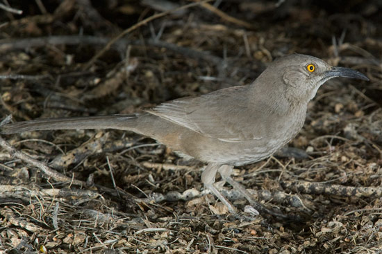 Curve-billed Thrasher - Bird Species | Frinvelis jishebi | ფრინველის ჯიშები