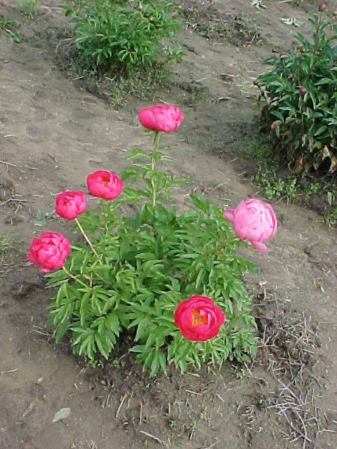 Cytherea -                                                                                                                 Peonies species| PIONI | პიონი