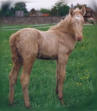 Connemara 1 - horse Breeds | ცხენის ჯიშები| cxenis jishebi
