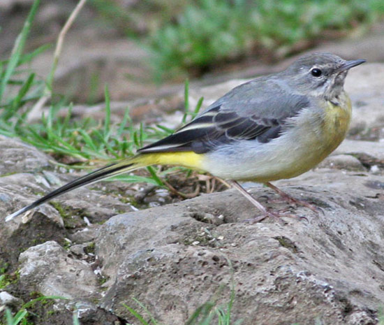 Gray Wagtail - Bird Species | Frinvelis jishebi | ფრინველის ჯიშები
