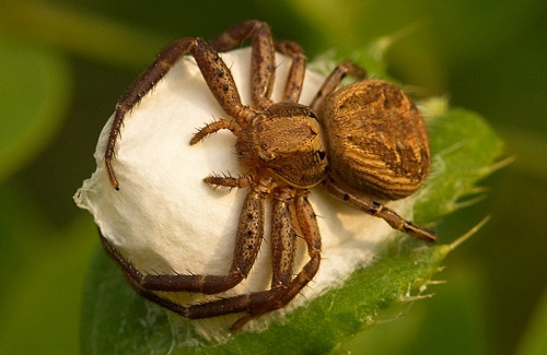 Crab Spider - Spider species | OBOBAS JISHEBI | ობობას ჯიშები