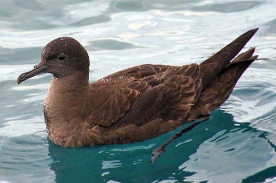 Sooty Shearwater - Bird Species | Frinvelis jishebi | ფრინველის ჯიშები