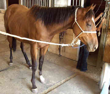 Alter-Real 4 - horse Breeds | ცხენის ჯიშები| cxenis jishebi