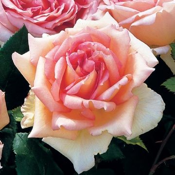 Janet - Rose Varieties | VARDI | ვარდი                                                                                                                