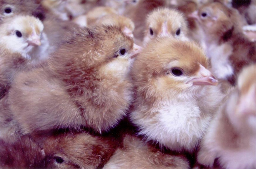 Rhode Island Red 1 - chicken Breeds | ქათმის ჯიშები | qatmis jishebi