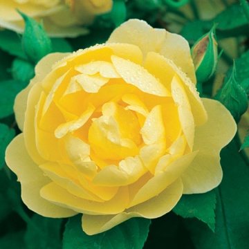 Blythe Spirit - Rose Varieties | VARDI | ვარდი                                                                                                                