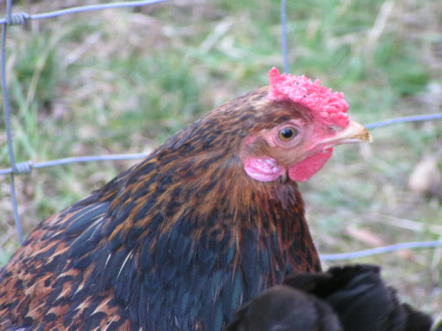 Redcap 2 - chicken Breeds | ქათმის ჯიშები | qatmis jishebi