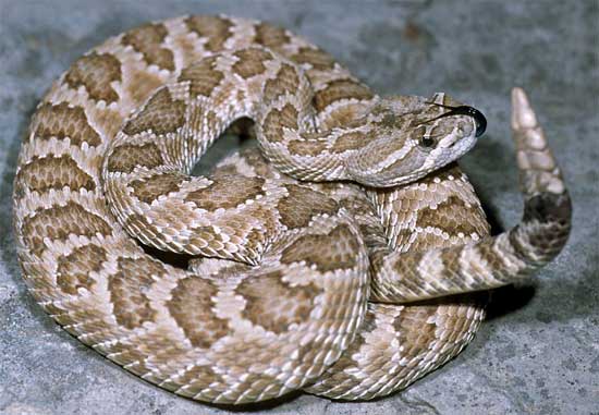 Crotalus oreganus lutosus - Great Basin Rattlesnake - snake species | gveli | გველი