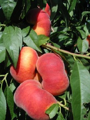 NJF15 - Peach Varieties