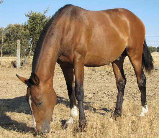Anglo-Luso Horse - horse Breeds | ცხენის ჯიშები| cxenis jishebi