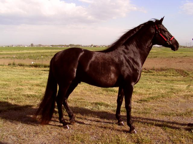 Azteca - horse Breeds | ცხენის ჯიშები| cxenis jishebi