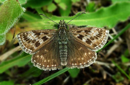 Dingy Skipper - Butterfly species | PEPLIS JISHEBI | პეპლის ჯიშები