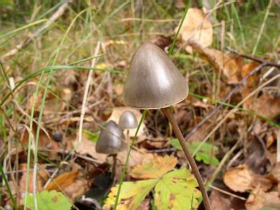 Panaeolus campanulatus: Panaeolus papilionaceus - Fungi species | sokos jishebi | სოკოს ჯიშები
