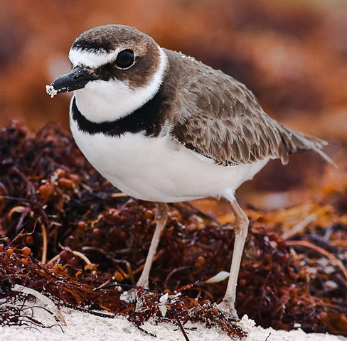 Wilson's Plover - Bird Species | Frinvelis jishebi | ფრინველის ჯიშები