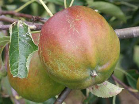 Cornish Gilliflower - Apple Varieties