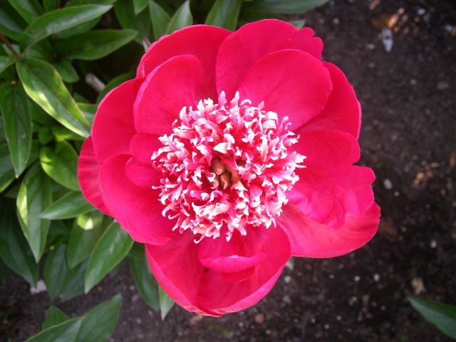 Ada Niva -                                                                                                                 Peonies species| PIONI | პიონი