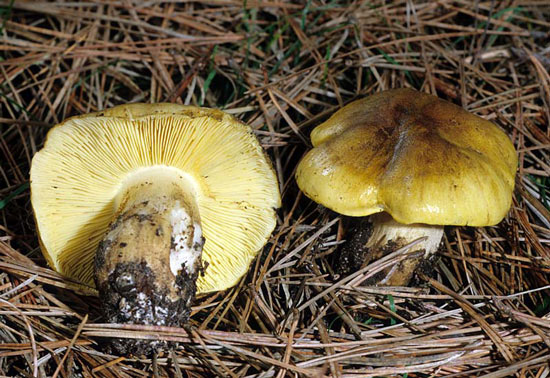 Tricholoma flavovirens - Fungi species | sokos jishebi | სოკოს ჯიშები