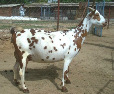 Barbari Goat - goats Breeds | txis jishebi | თხის ჯიშები