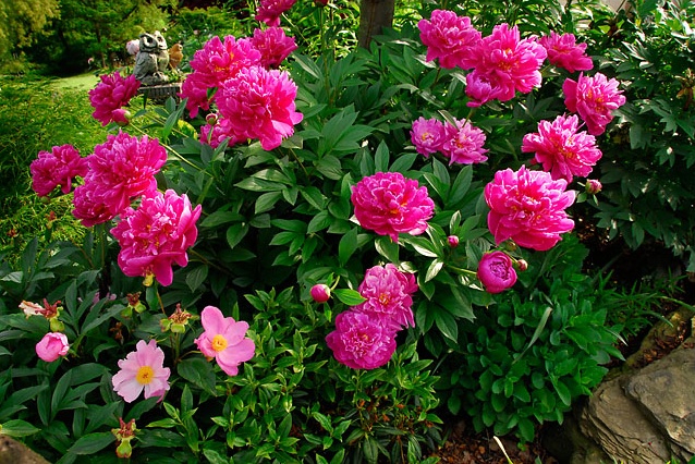 Felix Crousse  -                                                                                                                 Peonies species| PIONI | პიონი