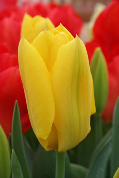 Golden Emperor -                                                         Species Tulip| TITA | ტიტა                                                        