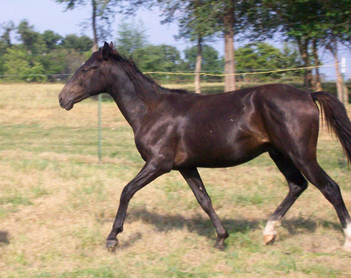 Peruvian Paso 1 - horse Breeds | ცხენის ჯიშები| cxenis jishebi