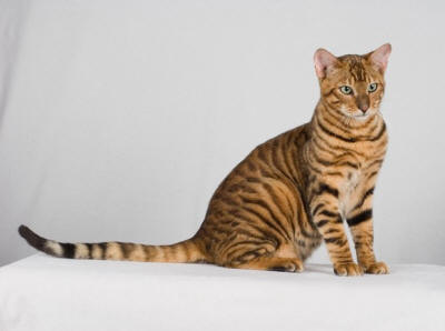 Toyger 2 - cat Breeds | კატის ჯიშები | katis jishebi