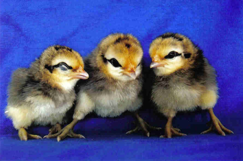 Old English Game 1 - chicken Breeds | ქათმის ჯიშები | qatmis jishebi
