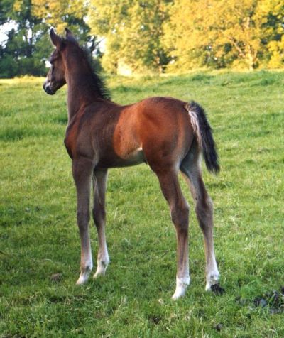 Anglo Arab 1 - horse Breeds | ცხენის ჯიშები| cxenis jishebi