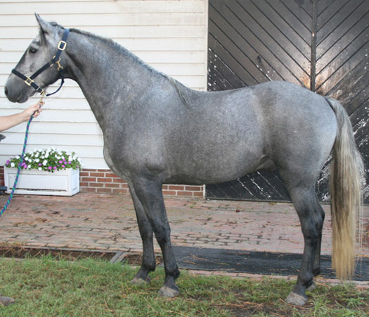 American Warmblood Horse - horse Breeds | ცხენის ჯიშები| cxenis jishebi