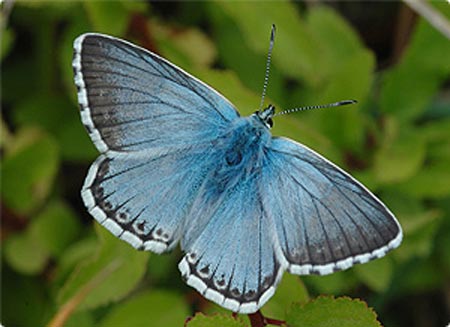 Chalkhill Blue - Butterfly species | PEPLIS JISHEBI | პეპლის ჯიშები