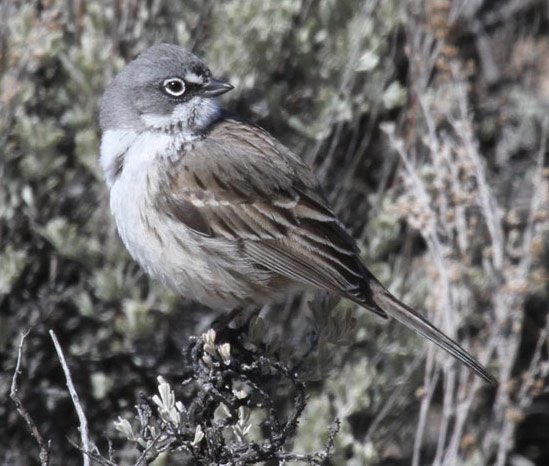 Sage Sparrow - Bird Species | Frinvelis jishebi | ფრინველის ჯიშები