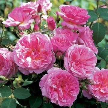 Hyde Hall  - Rose Varieties | VARDI | ვარდი                                                                                                                