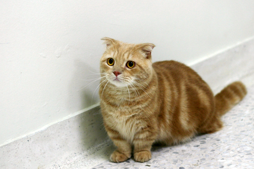 Munchkin 3 - cat Breeds | კატის ჯიშები | katis jishebi