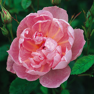 Windflower - Rose Varieties | VARDI | ვარდი                                                                                                                
