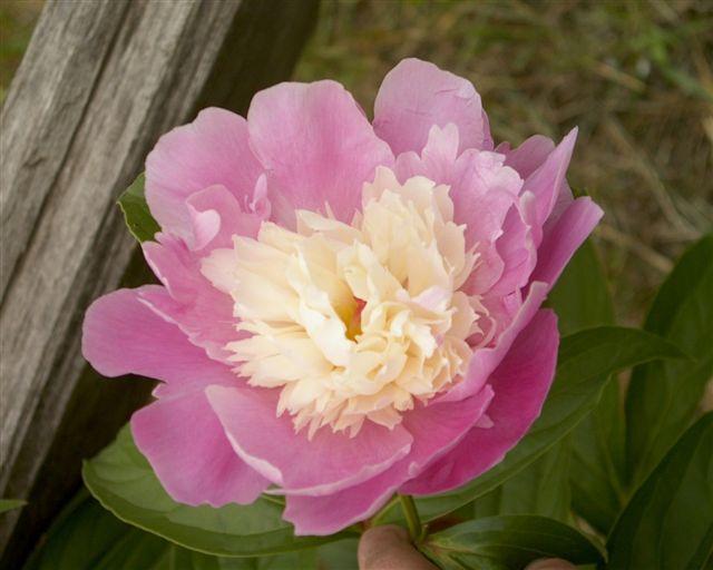 Cora Stubbs -                                                                                                                 Peonies species| PIONI | პიონი
