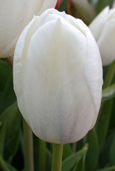 Inzell -                                                         Species Tulip| TITA | ტიტა                                                        