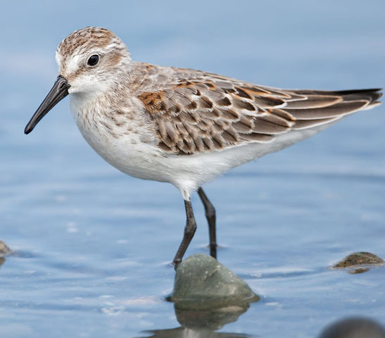 Semipalmated Sandpiper - Bird Species | Frinvelis jishebi | ფრინველის ჯიშები