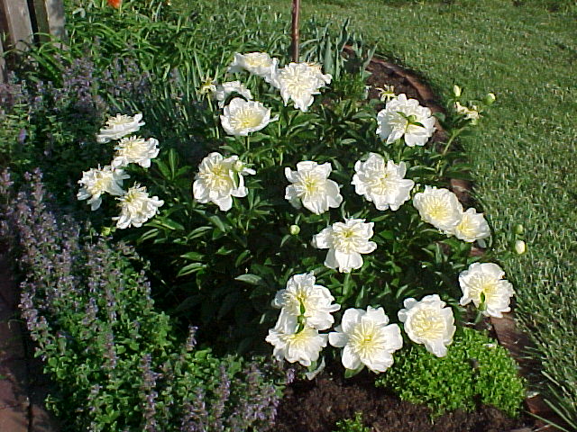 Cheddar Gold -                                                                                                                 Peonies species| PIONI | პიონი