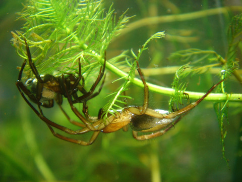 Water Spider - Spider species | OBOBAS JISHEBI | ობობას ჯიშები