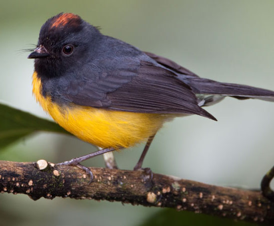 Slate-throated Redstart - Bird Species | Frinvelis jishebi | ფრინველის ჯიშები