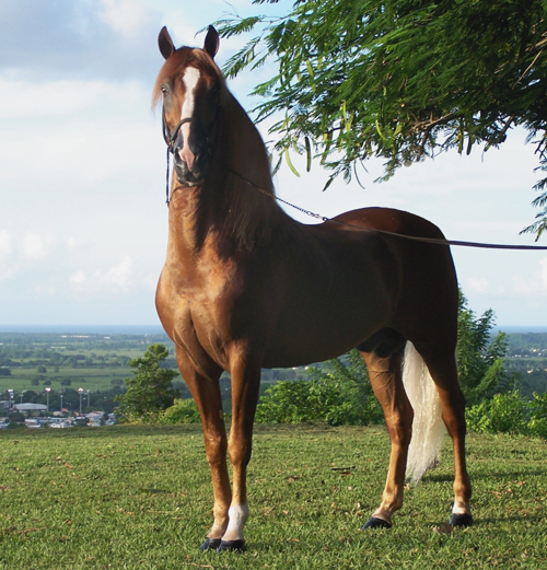 Paso Fino - horse Breeds | ცხენის ჯიშები| cxenis jishebi