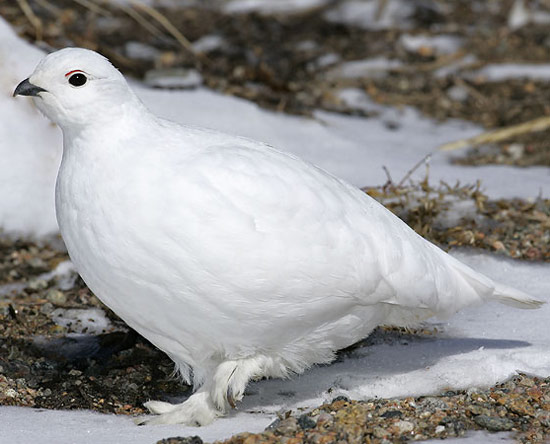 White-tailed Ptarmigan - Bird Species | Frinvelis jishebi | ფრინველის ჯიშები
