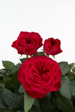 Darcey - Rose Varieties | VARDI | ვარდი                                                                                                                