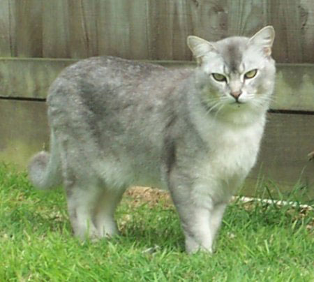 Burmilla 2 - cat Breeds | კატის ჯიშები | katis jishebi
