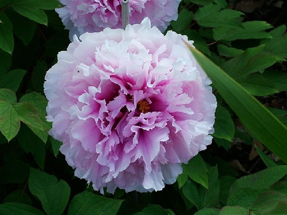 Etienne de France -                                                                                                                 Peonies species| PIONI | პიონი