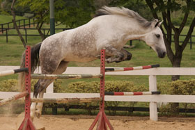 Lusitano 2 - horse Breeds | ცხენის ჯიშები| cxenis jishebi