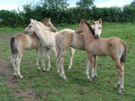 American Quarter Horse 1 - horse Breeds | ცხენის ჯიშები| cxenis jishebi