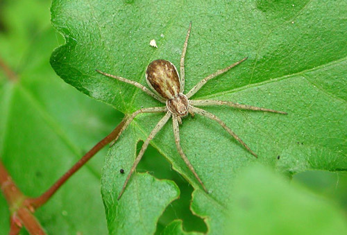 Running Crab Spider - Spider species | OBOBAS JISHEBI | ობობას ჯიშები