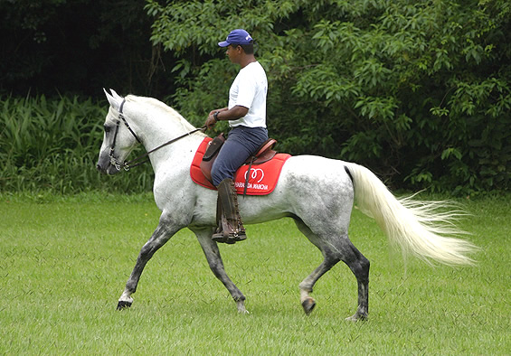 Mangalarga 2 - horse Breeds | ცხენის ჯიშები| cxenis jishebi
